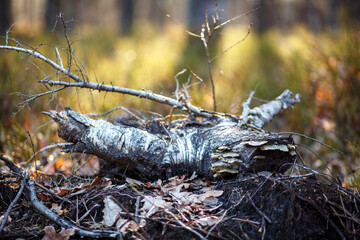 A driftwood on the background of the forest.