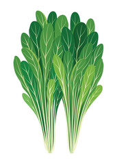 Mustard Green Vegetable Spinach Pak Choy Vector Vegetables Illustration