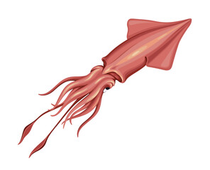 Obraz na płótnie Canvas Squid Sea Food Fish Vector Illustration