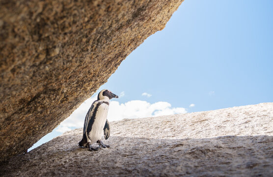 penguins at boulders beach