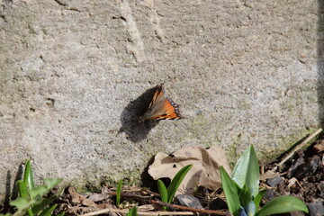 butterfly on a flower