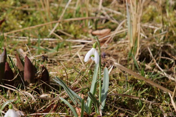 spring snowdrop flowers