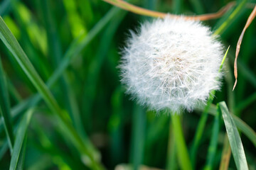 dandelion on green grass