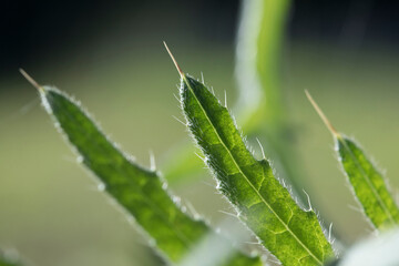 Green thorny plant with elongated leaves and sharp thorns, big spikes macro