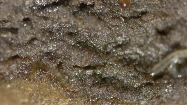 Worm Enchytraeus sp., soil mites family Acaridae and Oribatida under a microscope. In the video, ticks move through moist soil in which worms hide
