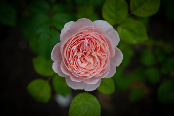 pink rose in garden