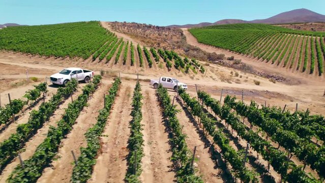 Aerial view orbiting white vehicles parked at Fray Jorge vineyard plantation rows of green foliage in the Limari valley