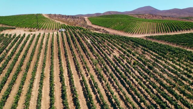 Aerial view orbiting Fray Jorge hillside vineyard rows of green foliage in the Chilean Limari valley