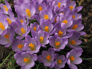 purple and yellow crocus