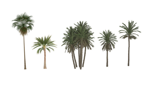A set of palm trees with the word palm on the bottom. Palm trees Isolated tree on white background, The collection of trees. Large trees are growing in summer, making the trunk big, 3D Rendering