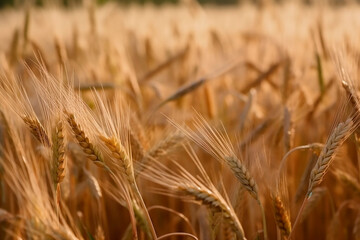 Wheat field. Ears of golden wheat close up. Beautiful Rural Scenery under Shining Sunlight and blue sky. Background of ripening ears of meadow wheat field. Generative AI.
