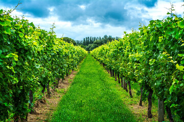Fototapeta na wymiar Rows of lush green grapevines under stormy sky. White grapes ripening in a vineyard. Gisborne region, New Zealand