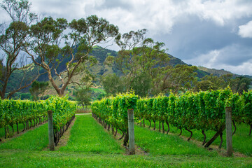 Rows of lush green grapevines in the foothills under stormy sky. White grapes ripening in a...