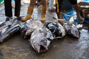 Giant Yellow Fin Tuna at fish traditional fish market