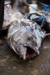 Giant Yellow Fin Tuna at fish traditional fish market