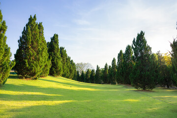 Fototapeta premium Landscape, green park or garden at outdoor with blue sky and clouds background. Include empty space on land, grass, lawn, row of plant and tree. Natural zone for city, resort, hotel, school, airport.