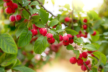 tiny red ripe crab apples on tree branch among green leaves in summer orchard.