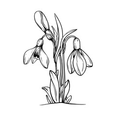 First spring flowers. Snowdrops vector graphic illustration