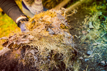 Last year's mulch for garden soil. Covering garden beds with dry grass and foliage for warmth and weed control. Close-up of gardener work in spring