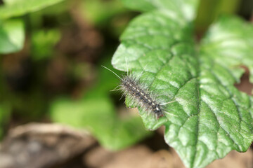 Larvae (caterpillars) of the Fall Webworm. Close-up macro close-up photography on green leaves.