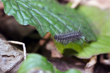 Larvae (caterpillars) of the Fall Webworm. Close-up macro close-up photography on green leaves.