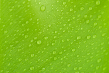 Plakat Abstract water drop on leaf isolated on green leaf background. freshness concept, earth day, design elements.