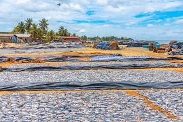 Fish and other seafood being dryed under the open sky in Negombo, Sri Lanka
