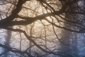 Mystische Silhouetten von massiven Eichenästen im Nebel.