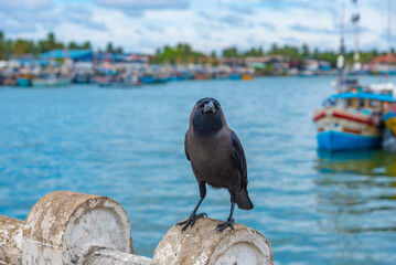 Raven sitting on a stone at Negombo port