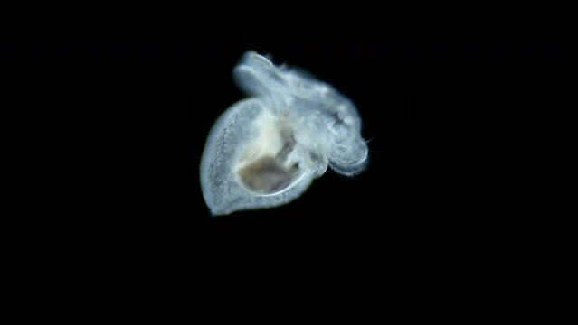 Larva-veliger sea snail under a microscope, phylum Mollusca, possibly class Gastropoda. Visible ciliary velum with help of which it swims in water among plankton. Red sea