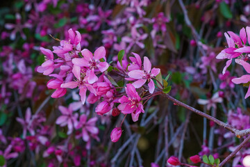 Obraz premium Wallpaper of blue flowers with a background of stems in springtime