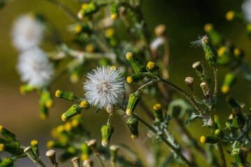 Brown plant wallpaper with white dandelion type flower