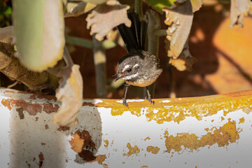 Grey Fantail, Narooma, NSW, January 2023