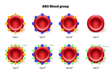 ABO blood group vector. Types of blood (A, B, AB and O) chart. Red blood cell, antibodies in plasma and antigens. RH- and RH+. - obrazy, fototapety, plakaty