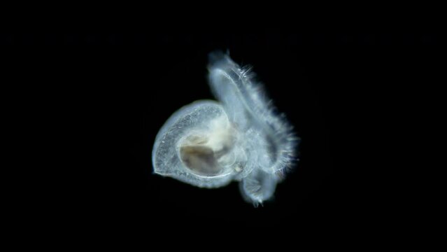 Larva-veliger sea snail under a microscope, phylum Mollusca, possibly class Gastropoda. Visible ciliary velum with help of which it swims in water among plankton. Red sea
