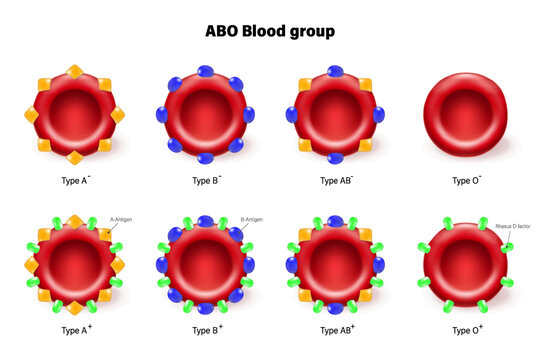 ABO blood group vector. Types of blood (A, B, AB and O) chart. Red blood cell, antibodies in plasma and antigens. RH- and RH+.