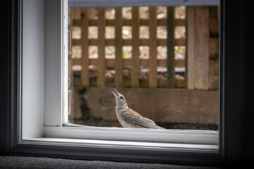 Grey Shrike-thrush (Colluricincla harmonica) juvenile at a window, Narooma, NSW, January 2023