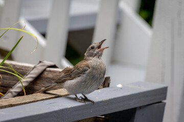 Grey Shrike-thrush (Colluricincla harmonica) juvenile, Narooma, NSW, January 2023