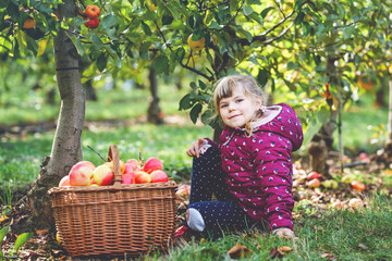 Little preschool girl in colorful clothes with basket of red apples in organic orchard. Happy...