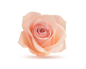 Fototapeta na wymiar Rose flower isolated on white background with clipping path