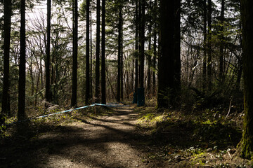 Chemin recouvert d'aiguilles de pins à l'intérieur d'une forêt de résineux.