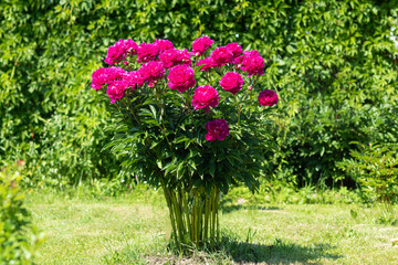 Blooming pink peony bush on a natural background
