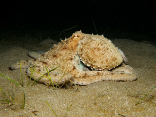 Common octopus on a sandy seabed at night 