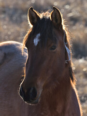 Cabeza de caballo de color marrón