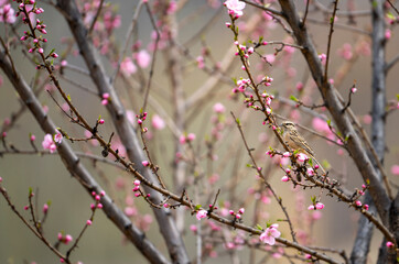 Rock Bunting on Tree in Blossom 