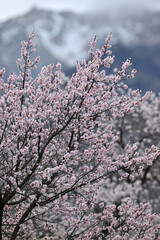 blossom in spring