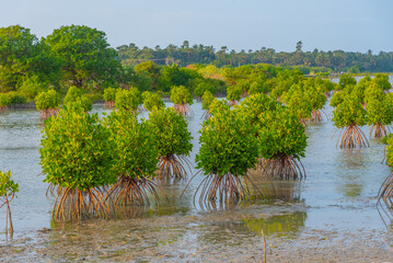 Mangroves at shallow waters near Jaffna, Sri Lanka