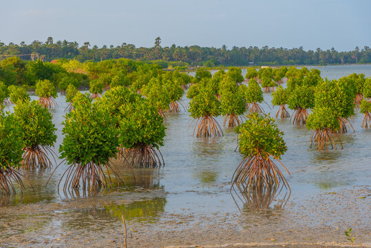 Mangroves at shallow waters near Jaffna, Sri Lanka