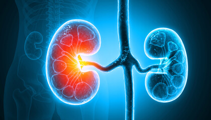Human kidneys anatomy structure, kidney disease. 3d illustration