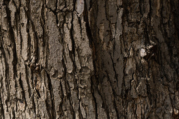 A close up of a tree bark with a crack in the bark.